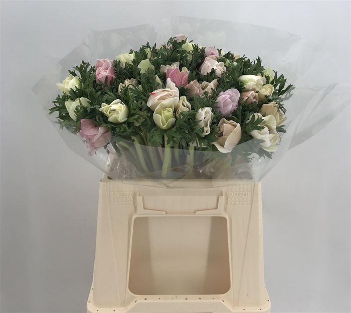 <h4>ANEM SUP A WHITE</h4>