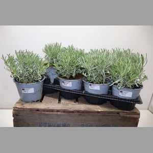 Lavandula Angust Cesp 14