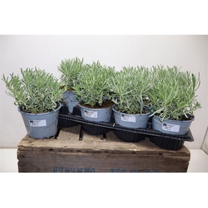 Lavandula Angust Cesp 14
