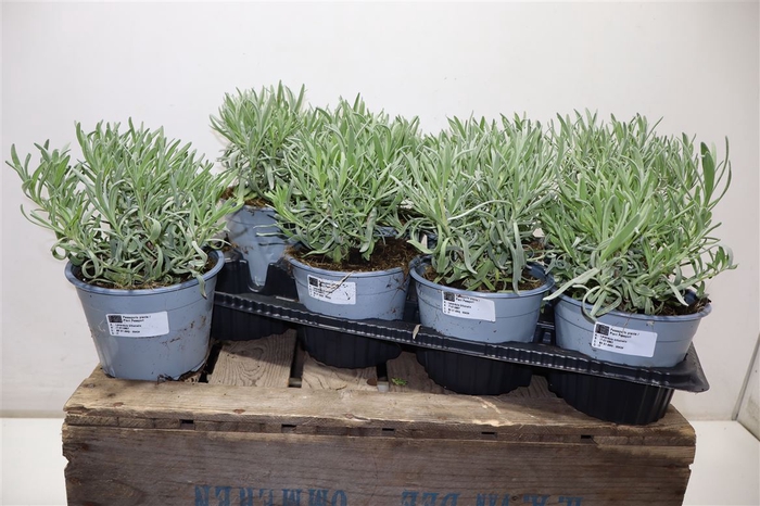 <h4>Lavandula Angust Cesp 14</h4>