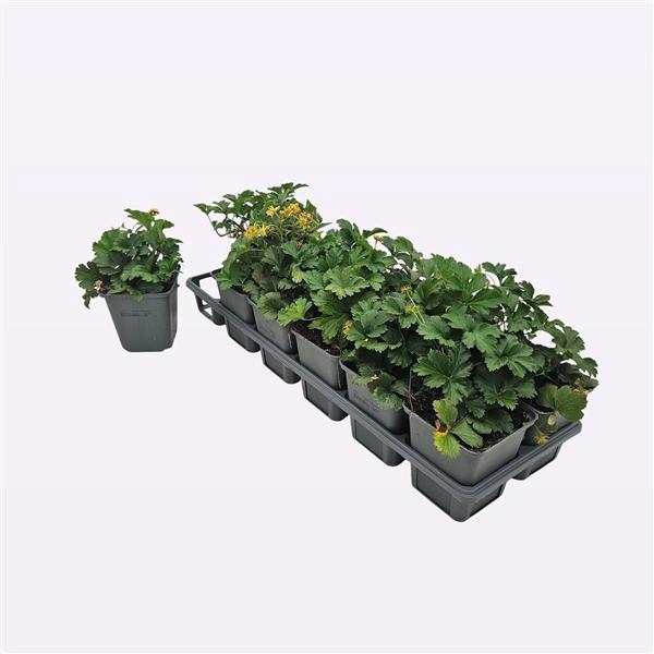 <h4>Waldsteinia Ternata</h4>