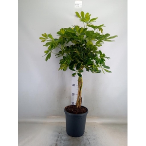 Schefflera arbor. 'Gold Capella'