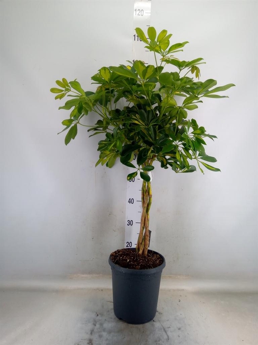 <h4>Schefflera arbor. 'Gold Capella'</h4>