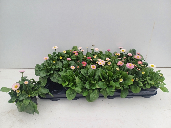 <h4>BELLIS PERENNIS GEM</h4>