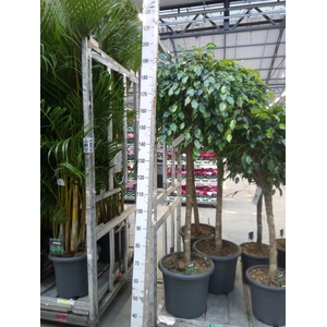 Ficus benja. 'Danielle'