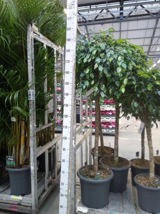 <h4>Ficus benja. 'Danielle'</h4>
