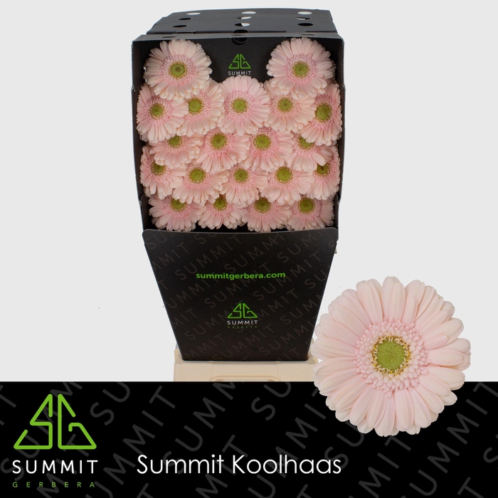 <h4>Germini Alix-Noor Diamond</h4>