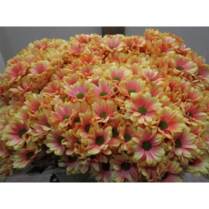 Chr T Bacardi Sunshine