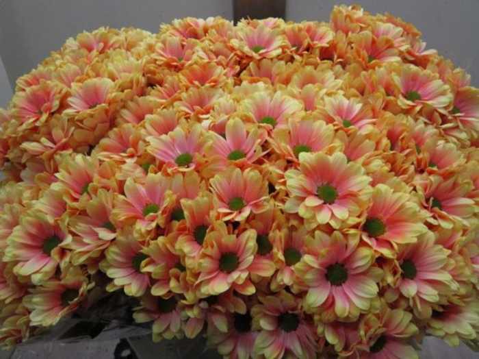 <h4>Chr T Bacardi Sunshine</h4>