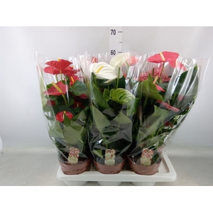 Anthurium   ...mix 4