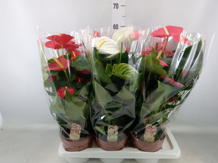 <h4>Anthurium   ...mix 4</h4>