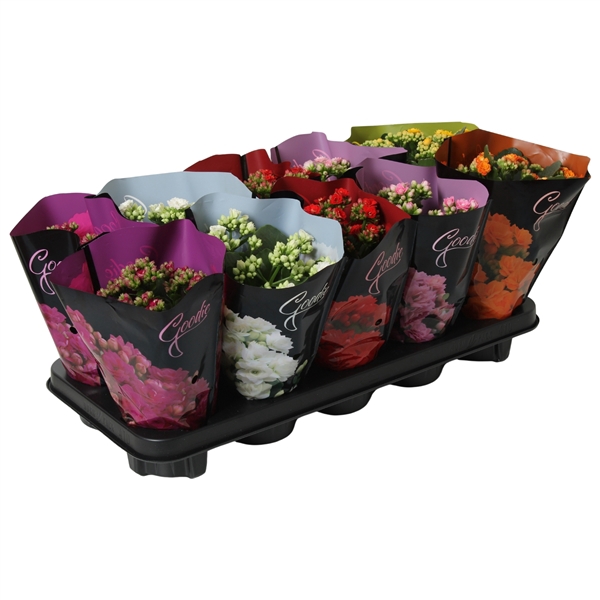 <h4>Kalanchoe gevuldbl. Rose Flowers Goodie DeLuxe gemengd</h4>