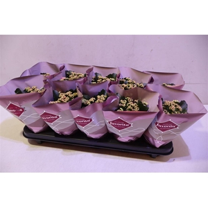Kalanchoe Double Deluxe Pink