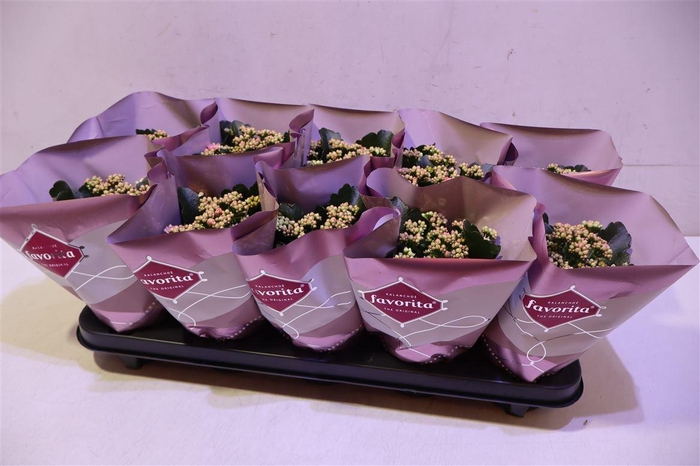 <h4>arr8 Kalanchoe Double Deluxe Pink</h4>