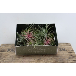 Tillandsia Ionantha Mix