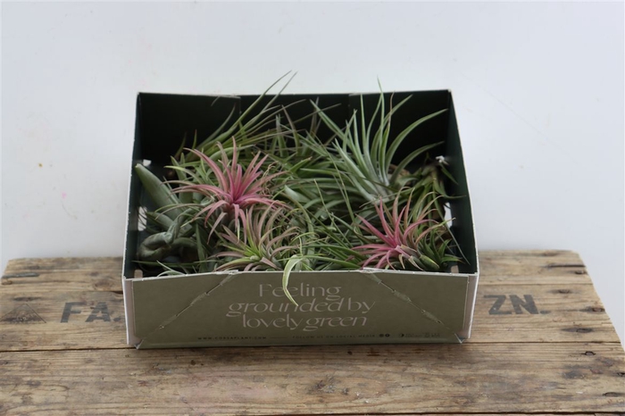 Tillandsia Ionantha Mix