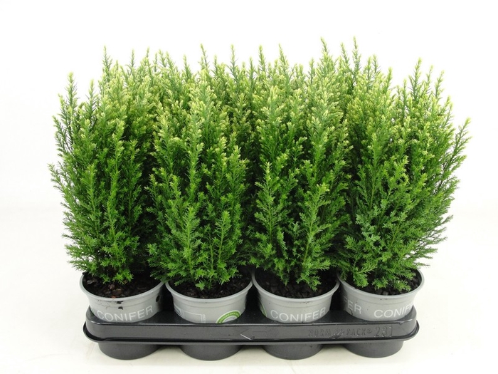 <h4>Chamaecyparis lawsoniana 'Snow White' P11</h4>