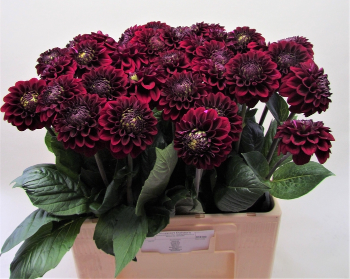 <h4>Dahlia Black Fox Koppert</h4>