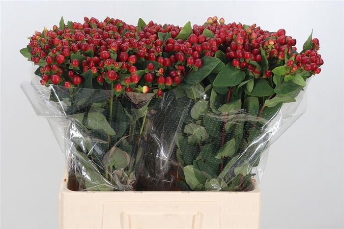 <h4>Hyp Mag Lightning Extra</h4>