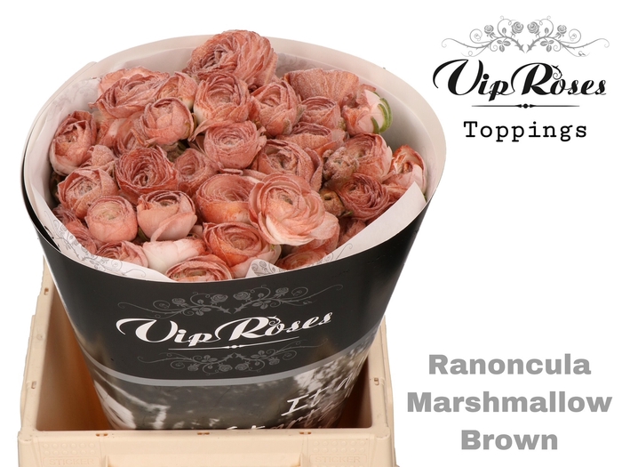 <h4>Ran Ov Marshmallow Brown</h4>