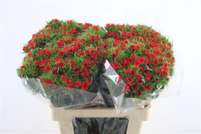 <h4>Di Barb Red</h4>