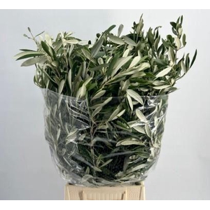 Olea europaea   .../bos