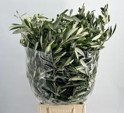 <h4>Olea europaea   .../bos</h4>