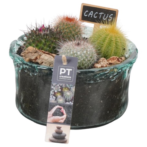 <h4>PTCT3822 Arrangementen Cactus</h4>