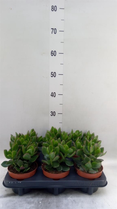 <h4>Crassula  'Hulk'</h4>