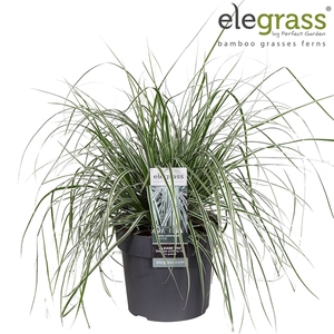 Carex oshimensis 'Everest' P19