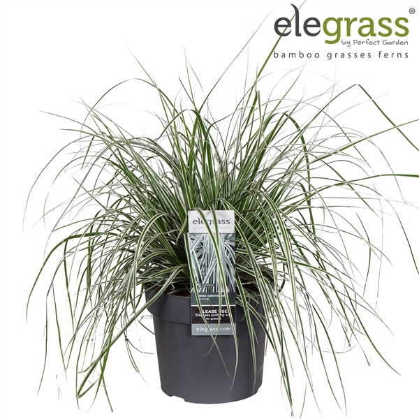 <h4>Carex oshimensis 'Everest' P19</h4>