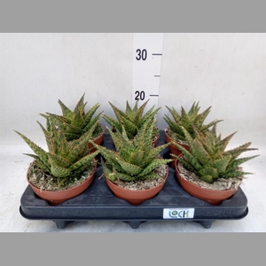 Aloe   ...