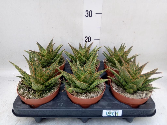<h4>Aloe   ...</h4>