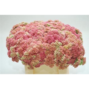 Sedum Spectabile