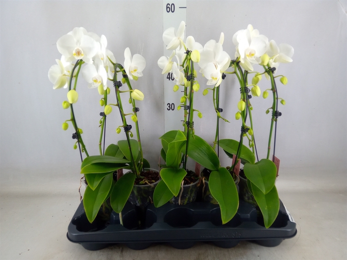 <h4>Phalaenopsis   ...white</h4>