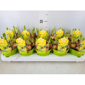 Narcissus  'Tete a tete'