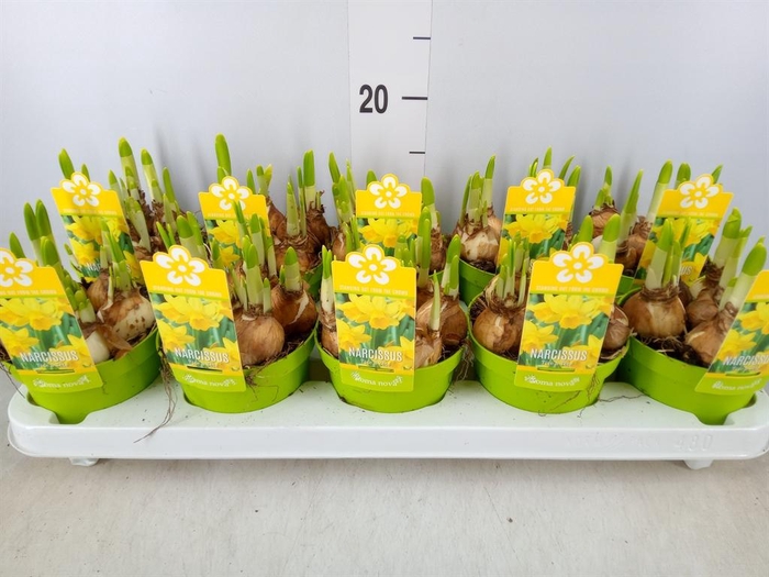 <h4>Narcissus 'Tete a tete'</h4>