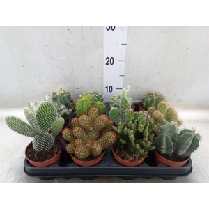 Cactus   ...mix