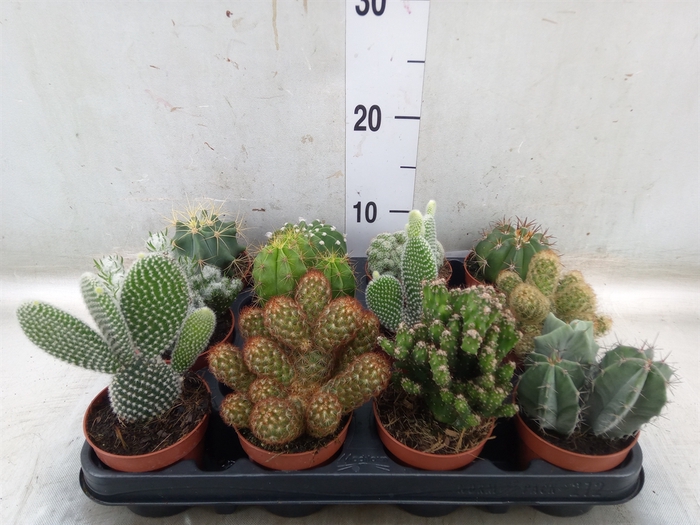 <h4>Cactus   ...mix</h4>