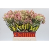 Blushing Bride Pink 10+ Flowers