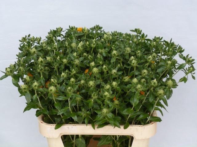 <h4>CARTH T ORANGE GRENA</h4>