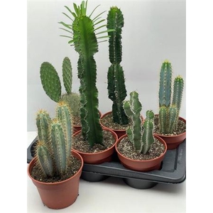 Cactus gemengd