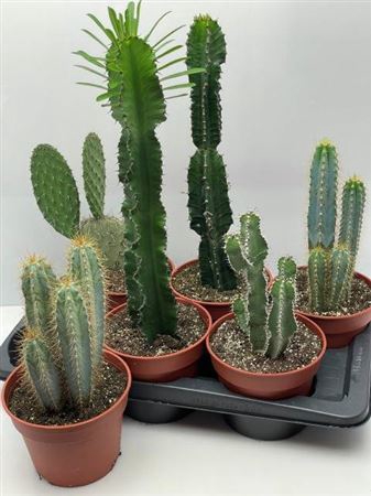 <h4>Cactus gemengd</h4>