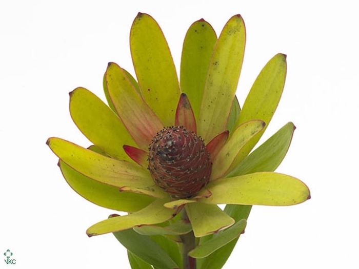 <h4>Leucadendron Rosette</h4>