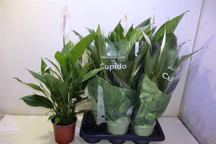<h4>Spath Bingo Cupido</h4>