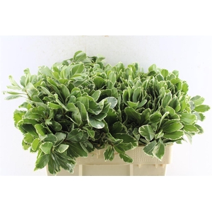 Pittosporum Ilan
