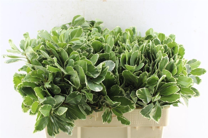 <h4>Pittosporum Ilan</h4>