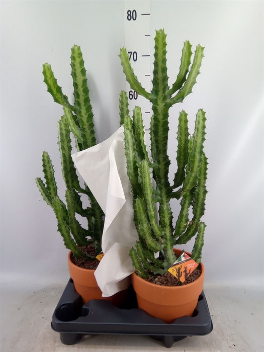 <h4>Euphorbia lactea</h4>