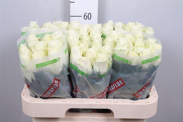 <h4>R Gr Albatros</h4>