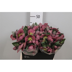 Hell Frk Pippas Purple